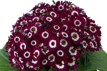 Cineraria Venezia bordeaux with ring Variety Thumbnail.jpg